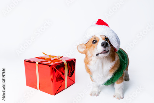 Portrait of the little funny puppy corgi in red santa claus cap, standing near present in studio © Ксения Левашова