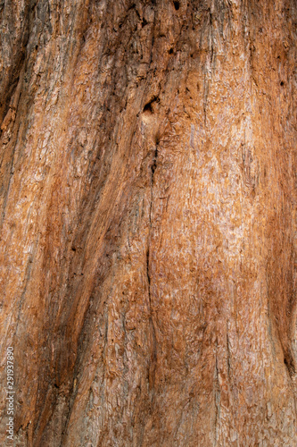 The bark of an old sequoia with cracks