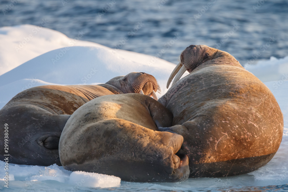 Fototapeta premium Walrus and walruses on ice or land at Spitsbergen