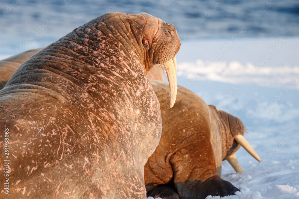 Walrus and walruses on ice or land at Spitsbergen