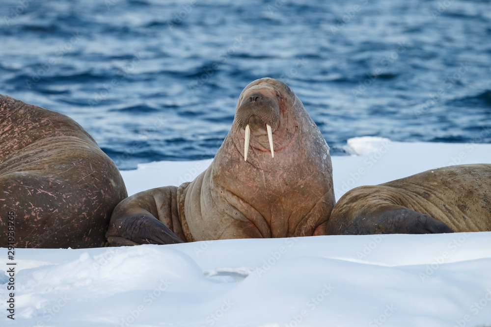 Fototapeta premium Walrus and walruses on ice or land at Spitsbergen