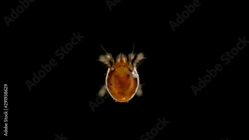 mite Oribatida under microscope are saprosphago, scavengers, some species of predators, order Sarcoptiformes, possibly the Chamobatidae family photo