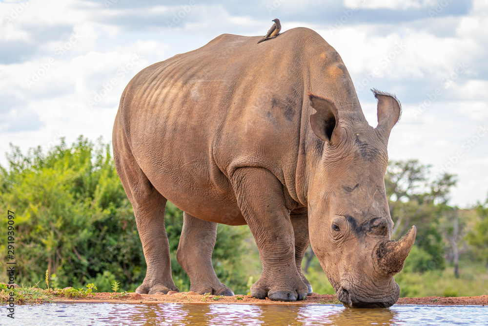 Obraz premium Portrait of a white rhinoceros (Ceratotherium simum) drinking water, Welgevonden Game Reserve, South Africa.