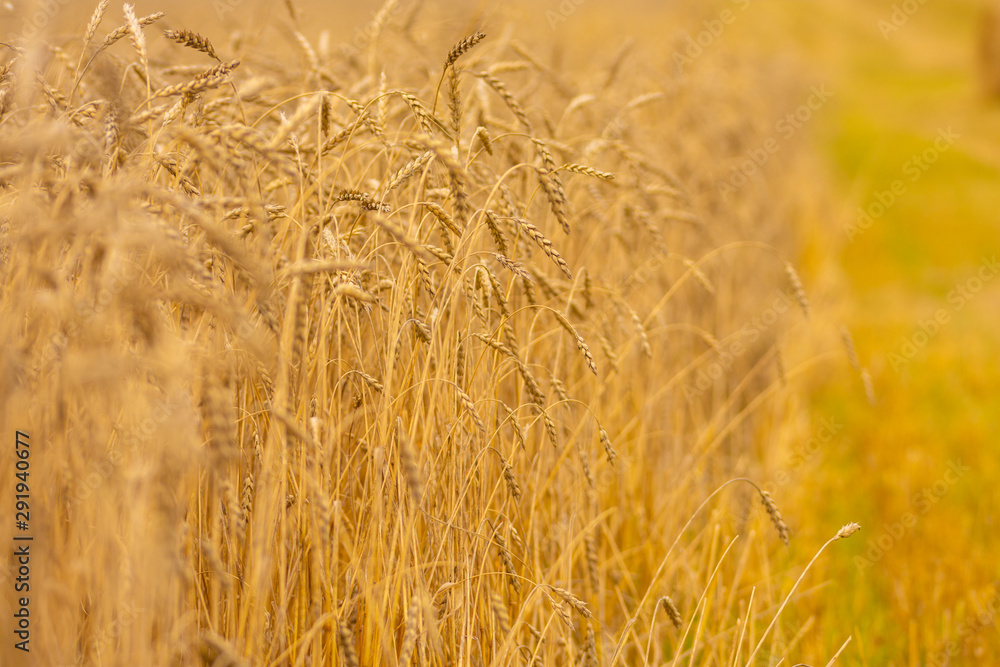 Fototapeta premium field of ripened wheat on an autumn day