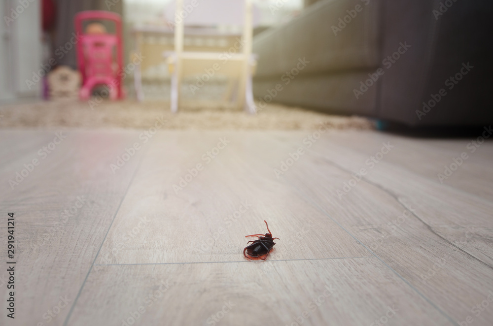 Dead cockroaches in an apartment house on the background of the sofa