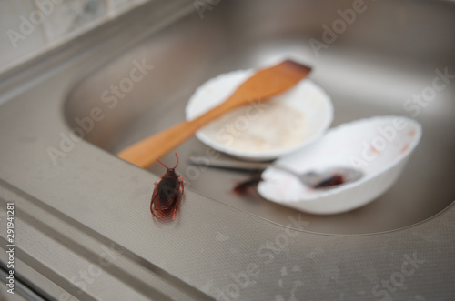 cockroaches on dirty dishes in the kitchen. Poor hygiene