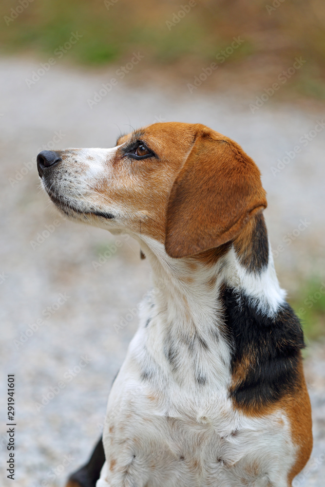 Chien beagle tricolore beagle elisabeth de profil avec fond bokeh truffe en l'air et oreilles en avant