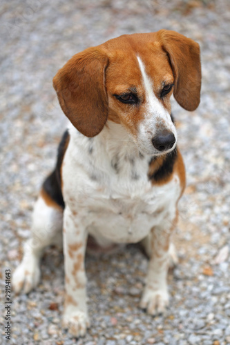 Portrait de chien tricolore beagle elisabeth assise avec fond bokeh gris 