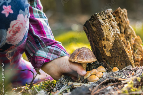 Fotografie, Obraz Close up of a girl picking a mushroom on wild forest background with grass, moss and sticks