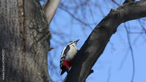 Great spotted woodpecker (Dendrocopos major) knocking on wood