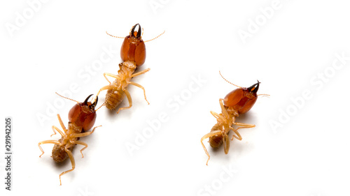 Close up termites dead on a white background. concept of insect control.