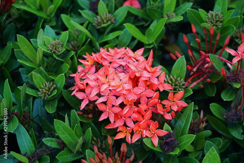 Red orange spike flower, King Ixora blooming in garden