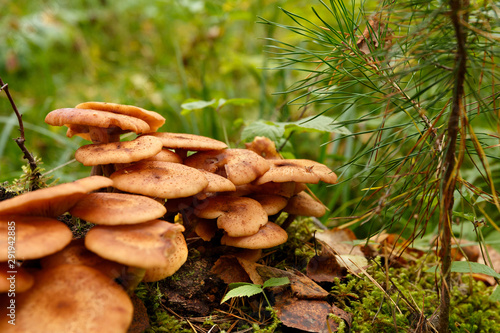 honey mushrooms grow on a stump in the forest