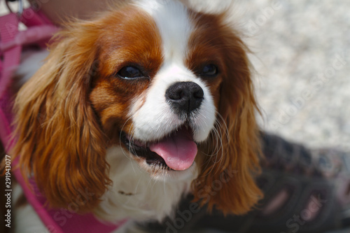 Closeup portrait of a cavalier king charles spaniel dog © Elvira