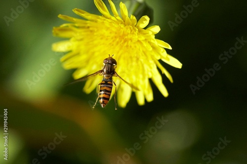 abelha paira junto de flor photo