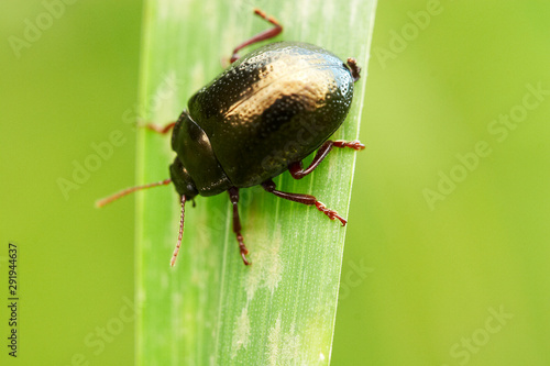 Escaravelho negro sobre folha