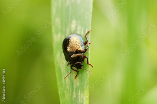 Escaravelho negro sobre folha