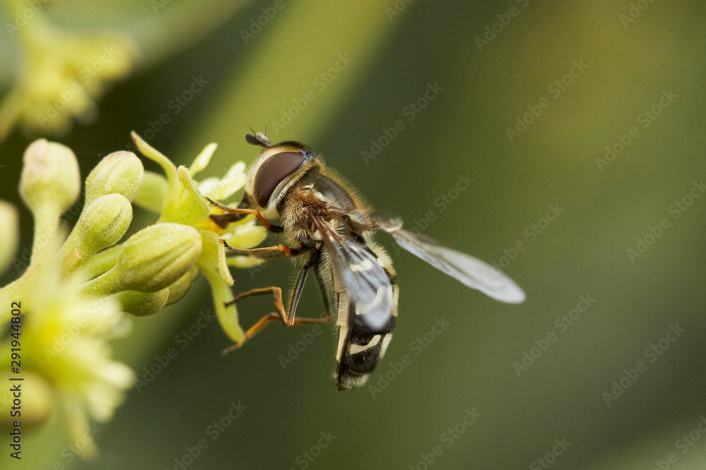 Fototapeta premium macro de abelha sobre planta