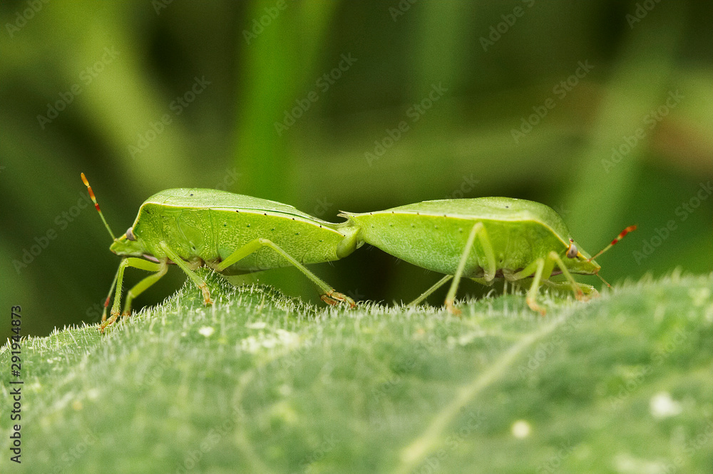 Fototapeta premium Percevejos a acasalar