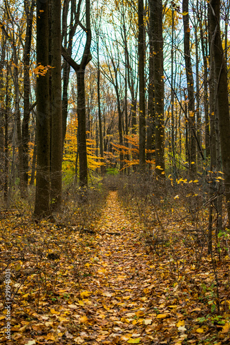 Hike in the Woods during Autumn