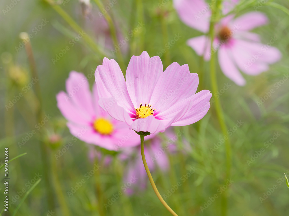 Rosarote Kosmee oder Schmuckkörbchen (Cosmos bipinnatus) Rosarote Kosmee oder Schmuckkörbchen (Cosmos bipinnatus)
