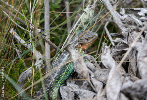 Close up to Multicolor Lizard (Stenocercus cf trachycephalus) over grass in Sumapaz Paramo near to Bogotá, Colombia.