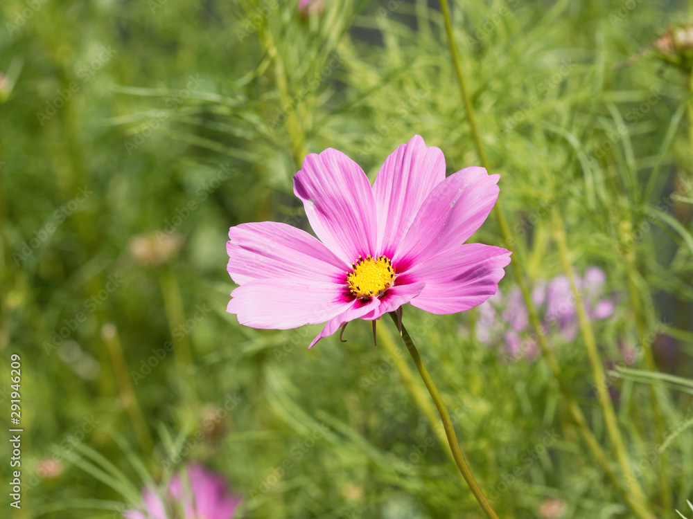 (Cosmos bipinnatus) Rosarote Schmuckkörbchen oder Fiederblättrige schmuckblume (Cosmos bipinnatus) Rosarote Schmuckkörbchen oder Fiederblättrige schmuckblume