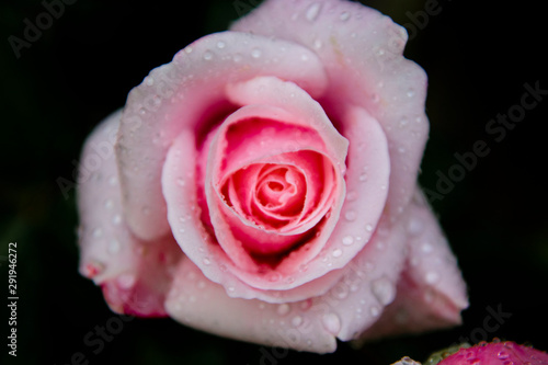 Pink rose dark photo. Toned  styled vintage live rose from garden with water drops. Greeting card with rose.