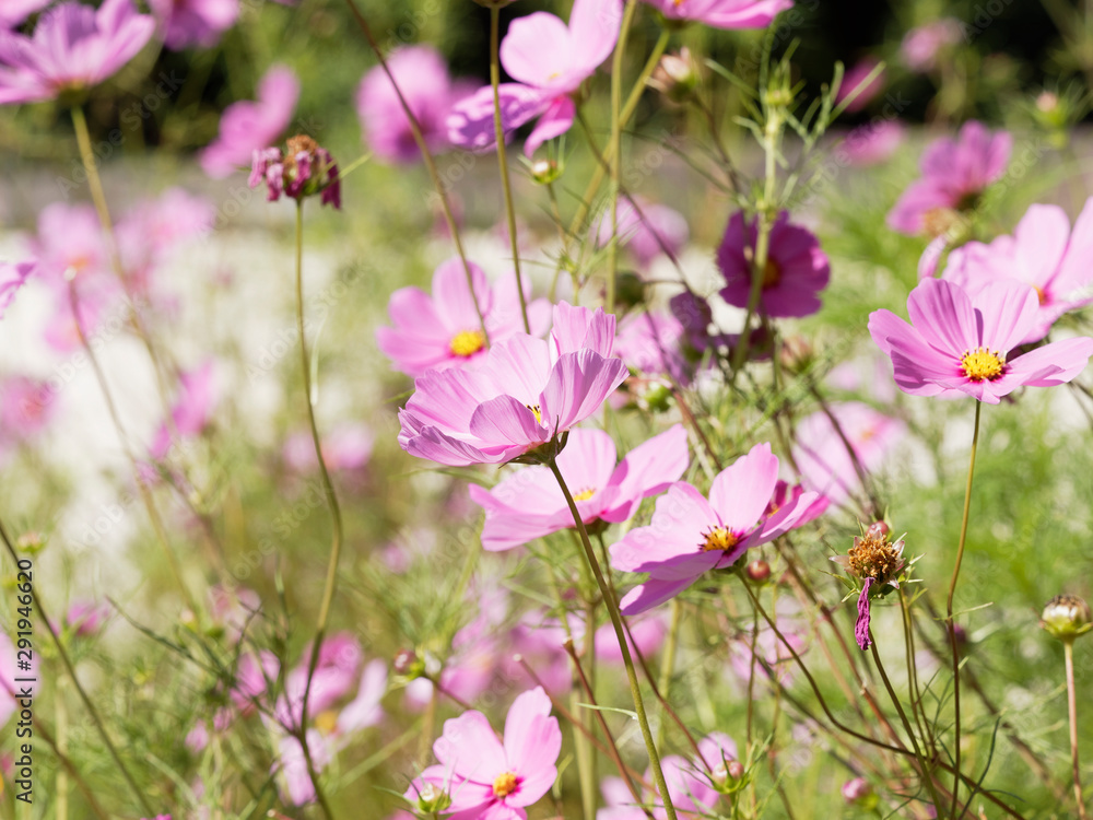 (Cosmos bipinnatus) Rosarote Blüte von Kosmee oder Schmuckkörbchen