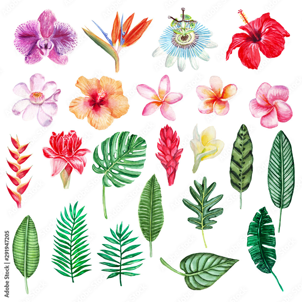 Large hand drawn watercolor tropical plants set. Perfect for wedding invitations, greeting cards, blogs, posters and more