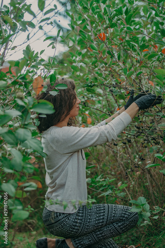 Happy young woman harvest aronia in garden on sunny day