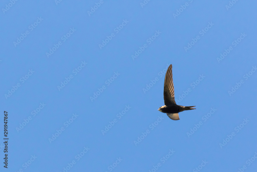Common swift (Apus apus)