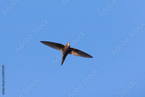 Obraz na płótnie Common swift (Apus apus) w salonie