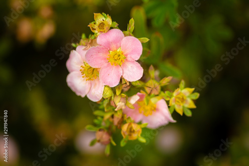 tree branch with beautiful pink flowers on natural background, close-up 