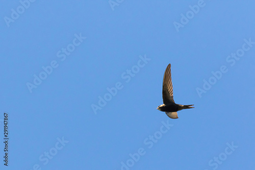 Obraz na płótnie Common swift (Apus apus) w salonie