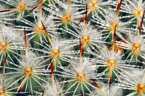 thorn cactus texture background  close up textured of cactus plant 