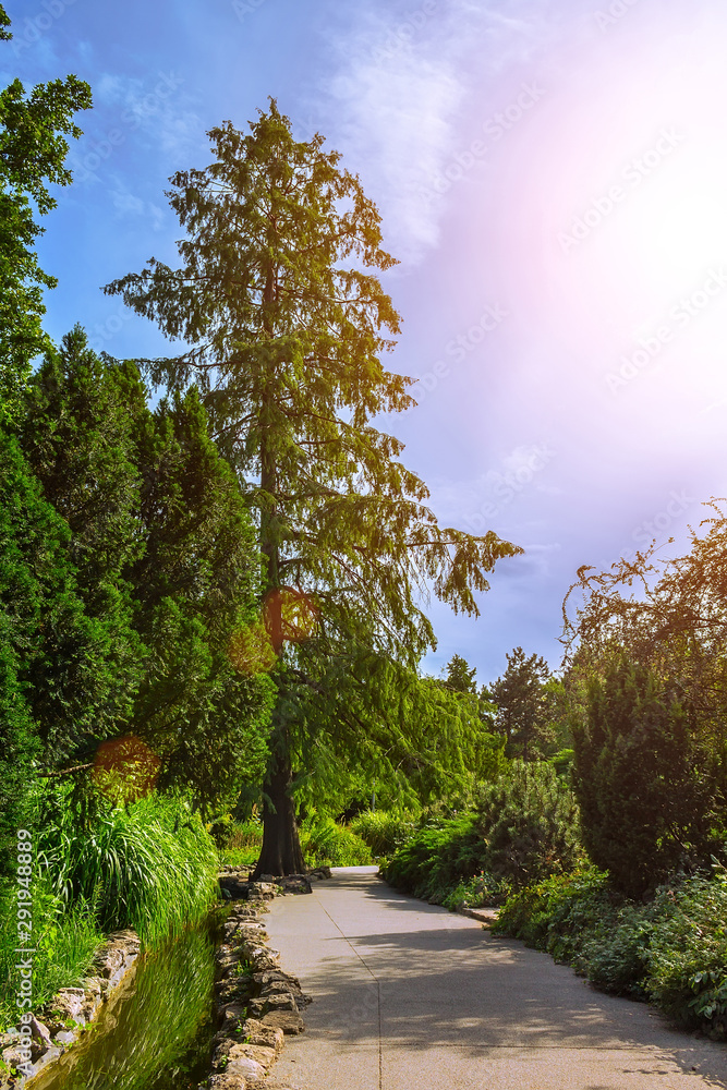 Obraz premium Tree on a trail near a stream, Budapest