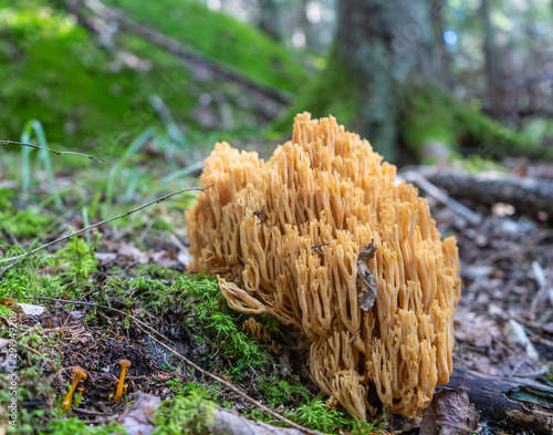 Coral fungus with forest background. Mushroom photo. Background or illustration.