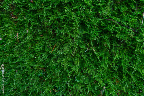 Green moss. Moss texture. Background, texture with space for text