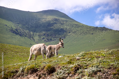 Donkey and foal grazing on a mountain pasture against a background of green hills and the sky in the clouds.