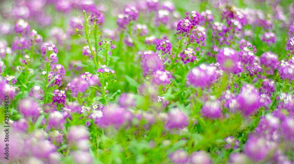 Fototapeta premium purple white flowers with small round heads