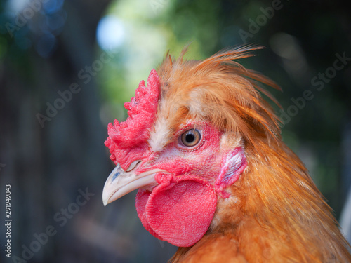 Portrait of a crested chicken. Funny hairstyle of a bird photo