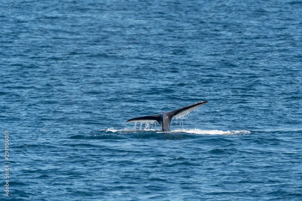 Fototapeta premium Sperm Whale displaying tail flukes
