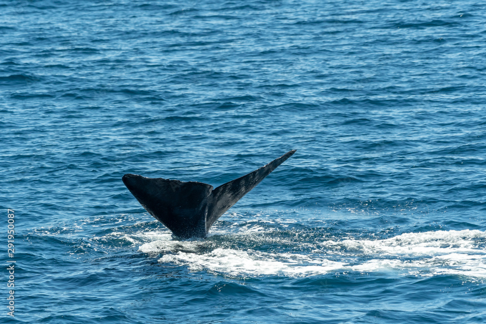 Fototapeta premium Sperm Whale displaying tail flukes