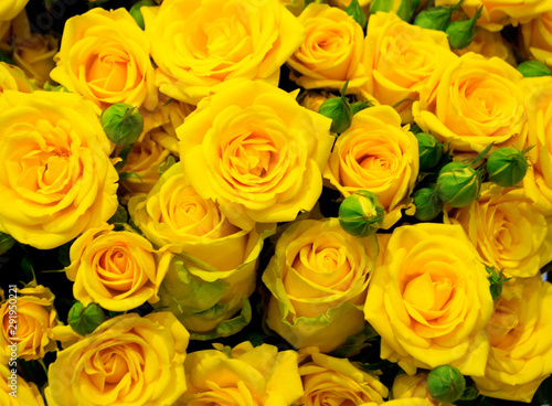 close up of yellow roses on the market. Bouquet of fresh yellow roses  flower bright background