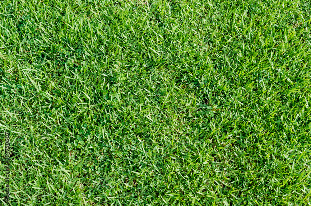 green grass texture for background green grass texture for background