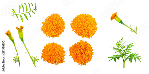 Cut out of Marigold flower isolated on white background. photo