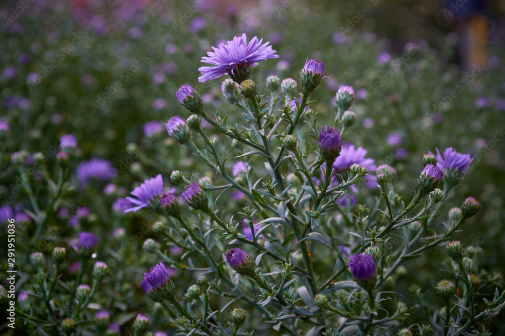 Obraz premium Nature field of purple flowers