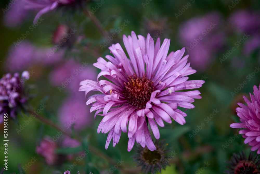 Marco photo of raindrops on nature flower Marco photo of raindrops on nature flower