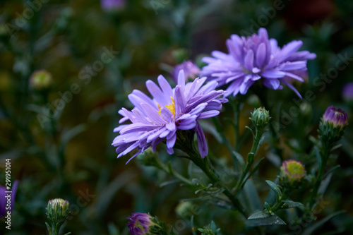 Marco photo of garden nature flower 